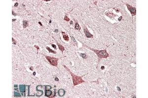 ABIN5539900 (5µg/ml) staining of paraffin embedded Human Cerebral Cortex. (MOBKL3 抗体  (AA 137-151))