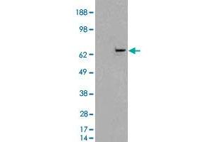 HEK293 overexpressing FANCG and probed with FANCG polyclonal antibody  (mock transfection in first lane), tested by Origene. (FANCG 抗体)