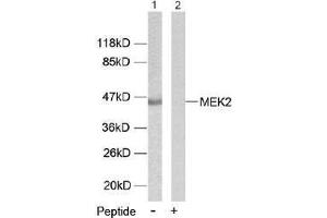Image no. 1 for anti-Mitogen-Activated Protein Kinase Kinase 2 (MAP2K2) (Thr394) antibody (ABIN197107) (MEK2 抗体  (Thr394))