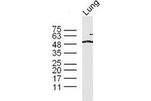 Lane 1: mouse lung lysates probed with 	TAZ Polyclonal Antibody, Unconjugated  at 1:300 overnight at 4˚C. (TAZ 抗体  (AA 1-100))