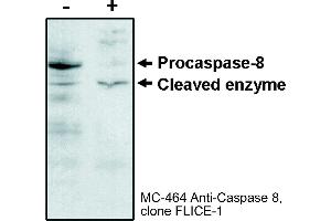 Image no. 1 for anti-Caspase 8 (CASP8) (N-Term) antibody (ABIN187519) (Caspase 8 抗体  (N-Term))