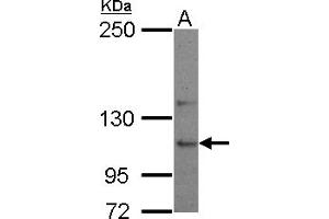 Western Blotting (WB) image for anti-Ubiquitin Specific Peptidase 26 (USP26) (C-Term) antibody (ABIN1491907) (USP26 抗体  (C-Term))