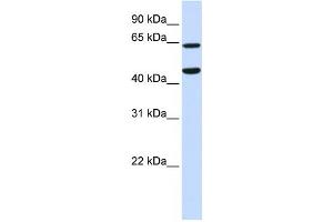 Western Blotting (WB) image for anti-Tripartite Motif Containing 54 (TRIM54) antibody (ABIN2458753) (TRIM54 抗体)