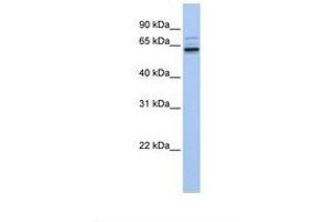 Image no. 1 for anti-Rho Guanine Nucleotide Exchange Factor 25 (ARHGEF25) (AA 506-555) antibody (ABIN6739417) (ARHGEF25/GEFT 抗体  (AA 506-555))