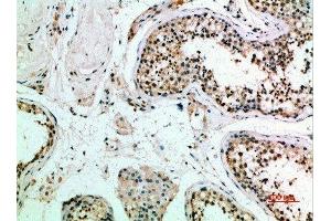 Immunohistochemical analysis of paraffin-embedded human-testis, antibody was diluted at 1:200 (FZD9 抗体  (AA 1-50))