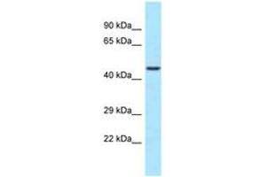 Image no. 1 for anti-WD Repeat Domain 74 (WDR74) (C-Term) antibody (ABIN6747969) (WDR74 抗体  (C-Term))