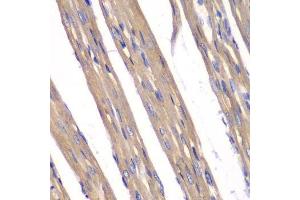Immunohistochemistry (Paraffin-embedded Sections) (IHC (p)) image for anti-Frataxin (FXN) (AA 42-210) antibody (ABIN3022481)