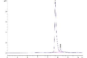 The purity of SARS-CoV-2 3CLpro is greater than 95 % as determined by SEC-HPLC. (SARS-Coronavirus Nonstructural Protein 8 (SARS-CoV NSP8) 蛋白)
