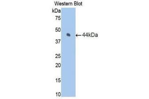 Western Blotting (WB) image for anti-Coagulation Factor VII (F7) (AA 42-169) antibody (ABIN1175155) (Factor VII 抗体  (AA 42-169))