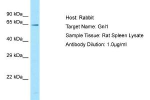 Host: RabbitTarget Name: Gnl1Antibody Dilution: 1. (GNL1 抗体  (C-Term))