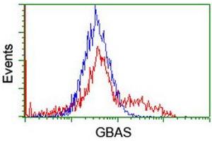 Image no. 2 for anti-Glioblastoma Amplified Sequence (GBAS) antibody (ABIN1498394) (GBAS 抗体)