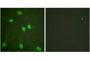 Immunofluorescence analysis of HeLa cells, using Histone H3 (Ab-14) Antibody. (Histone 3 抗体  (AA 6-55))