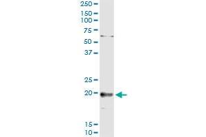 Immunoprecipitation of TNFSF18 transfected lysate using anti-TNFSF18 MaxPab rabbit polyclonal antibody and Protein A Magnetic Bead , and immunoblotted with TNFSF18 purified MaxPab mouse polyclonal antibody (B01P) . (TNFSF18 抗体  (AA 1-177))