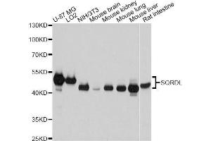 Western blot analysis of extracts of various cell lines, using SQRDL antibody. (SQRDL 抗体  (AA 211-450))