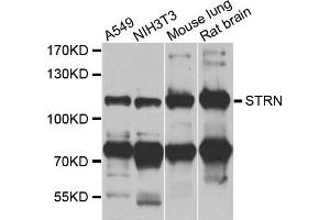 Western blot analysis of extracts of various cells, using STRN antibody. (Striatin 抗体)