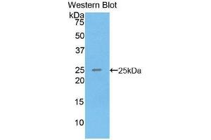 Western Blotting (WB) image for anti-Sprouty Homolog 3 (SPRY3) (AA 91-288) antibody (ABIN1860625) (SPRY3 抗体  (AA 91-288))