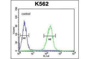 Flow cytometric analysis of K562 cells using POTEE Antibody (Center) Cat. (POTEE 抗体  (Middle Region))