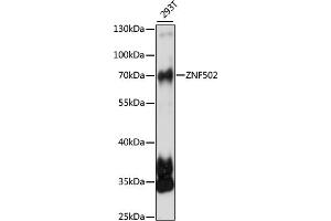 Western blot analysis of extracts of 293T cells, using ZNF502 antibody (ABIN7271494) at 1:1000 dilution. (ZNF502 抗体  (AA 1-150))