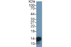 Detection of HBa1 in Mouse Liver lysate using Polyclonal Antibody to Hemoglobin Alpha 1 (HBa1) (HBA1 抗体  (AA 1-142))