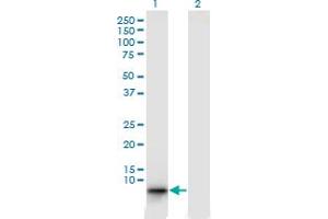 Western Blot analysis of EBF4 expression in transfected 293T cell line by EBF4 monoclonal antibody (M04), clone 4E10. (EBF4 抗体  (AA 1-88))