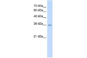 WB Suggested Anti-AGER Antibody Titration:  0. (RAGE 抗体  (C-Term))