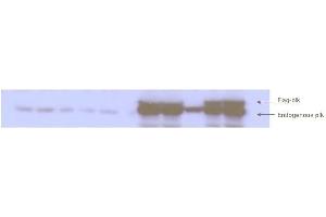 Western blot analysis is shown to detect endogenous and recombinant protein present in HeLa cell lysates.