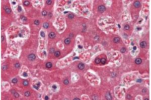 Human Liver (formalin-fixed, paraffin-embedded) stained with RBP4 antibody ABIN364444 at 10 ug/ml followed by biotinylated anti-mouse IgG secondary antibody ABIN481714, alkaline phosphatase-streptavidin and chromogen. (RBP4 抗体  (AA 19-201))