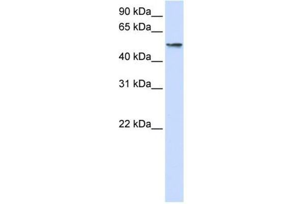 USP22 抗体  (Middle Region)