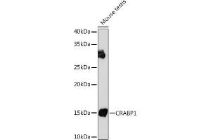Western blot analysis of extracts of Mouse testis, using CR Rabbit mAb (ABIN7266269) at 1:1000 dilution. (CRABP1 抗体)