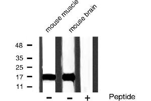 Western blot analysis of Acetyl-Histone H3 phosphorylation expression in mouse muscle and mouse brain tissue lysates,The lane on the right is treated with the antigen-specific peptide. (Histone 3 抗体  (H3K9ac))