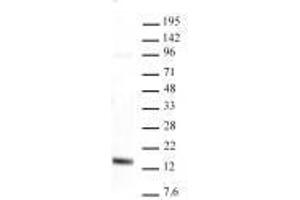 Histone H3K4me3 antibody (rAb) tested by Western blot.