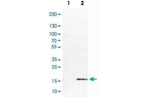 Western Blot analysis of Lane 1: negative control (vector only transfected HEK293T cell lysate) and Lane 2: over-expression lysate (co-expressed with a C-terminal myc-DDK tag in mammalian HEK293T cells) with S100A4 monoclonal antibody, clone CL0239 . (s100a4 抗体)