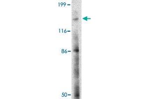 Western blot analysis of BAIAP3 in SK-N-SH cell lysate with BAIAP3 polyclonal antibody  at 2 ug/mL . (BAIAP3 抗体  (N-Term))
