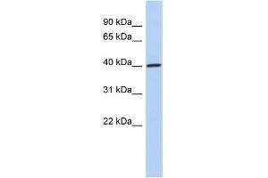 WB Suggested Anti-DDI1 Antibody Titration: 0. (DDI1 抗体  (Middle Region))