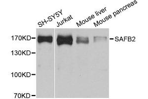 Western blot analysis of extracts of various cell lines, using SAFB2 antibody. (SAFB2 抗体)