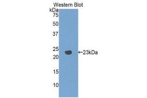 Western Blotting (WB) image for anti-Pannexin 1 (PANX1) (AA 77-260) antibody (ABIN1860124) (PANX1 抗体  (AA 77-260))