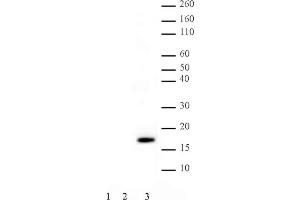 .Histone H3 phospho Thr11 pAb tested by Western blot. Western blot probed with Histone H3 phospho Thr11 pAb (1:2,000 dilution).     Lane 1: 200 ng recombinant histone H3.     Lane 2: 5 µg acid extract of HeLa cells.     Lane 3: 5 µg acid extract of HeLa cells treated with colcemid. (Histone 3 抗体  (pThr11))