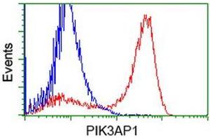 HEK293T cells transfected with either RC214125 overexpress plasmid (Red) or empty vector control plasmid (Blue) were immunostained by anti-PIK3AP1 antibody (ABIN2453455), and then analyzed by flow cytometry. (PIK3AP1 抗体)