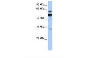 Image no. 1 for anti-Estrogen-Related Receptor alpha (ESRRA) (AA 146-195) antibody (ABIN6738176) (ESRRA 抗体  (AA 146-195))