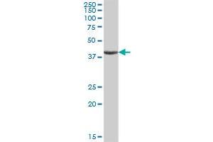 ASB9 MaxPab polyclonal antibody. (ASB9 抗体  (AA 1-294))