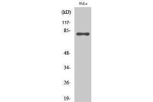 Western Blotting (WB) image for anti-Ezrin (EZR) (C-Term) antibody (ABIN3184571)
