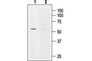 Western blot analysis of rat kidney membranes: - 1. (KCNK5 抗体  (C-Term, Intracellular))