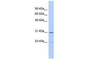 Image no. 1 for anti-Zinc Finger, C3HC-Type Containing 13 (ZCCHC13) (C-Term) antibody (ABIN6743932)