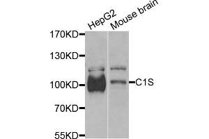 Western blot analysis of extracts of various cells, using C1S antibody.