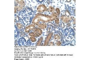 Human kidney (LONRF1 抗体  (N-Term))