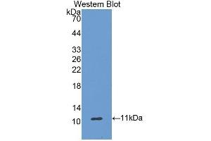 Western Blotting (WB) image for anti-Ghrelin (GHRL) (AA 25-117) antibody (ABIN1174044) (Ghrelin 抗体  (AA 25-117))