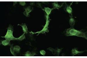 Immunofluorescence - anti-YFP Ab in 293HEK Cells transfected with YFP at 1/50 dilution cells were fixed with 4% of PFA, (YFP 抗体)