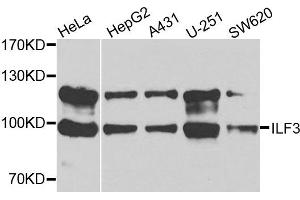 Western blot analysis of extracts of various cells, using ILF3 antibody. (Interleukin enhancer-binding factor 3 (ILF3) 抗体)