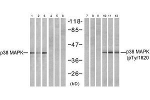 Western blot analysis of extracts from NIH-3T3 (Line 1, 4, 7 and 10) and cos7 (Line 2, 5, 8 and 11 and K562 (Line 3, 6, 9 and 12) cells, untreated or treated with UV (20min), using P38 MAPK (Ab-182) antibody (E021245, Lane 1, 2, 3, 4, 5 and 6) and P38 MAPK (phospho- Tyr182) antibody (E011253, Lane 7, 8, 9, 10, 11 and12). (MAPK14 抗体  (pTyr182))