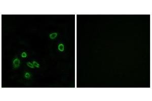Immunofluorescence (IF) image for anti-Brain Protein 44-Like (BRP44L) (N-Term) antibody (ABIN1850936) (BRP44L 抗体  (N-Term))
